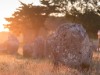 Ort