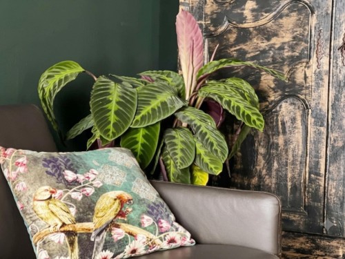 house-gallery