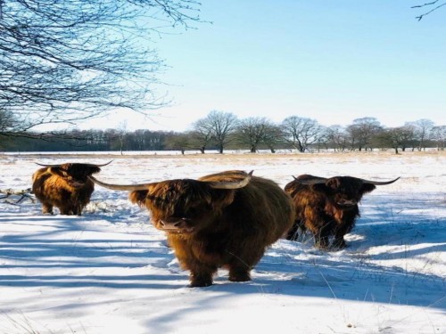 house-gallery