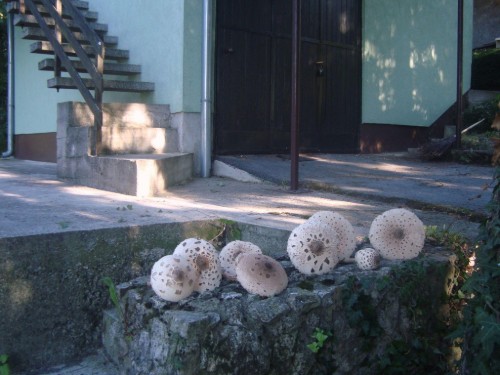 house-gallery