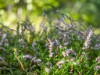 Ude
