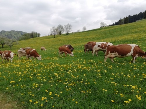 house-gallery