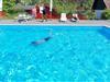 Fælles swimmingpool