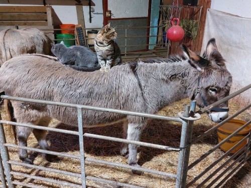 house-gallery