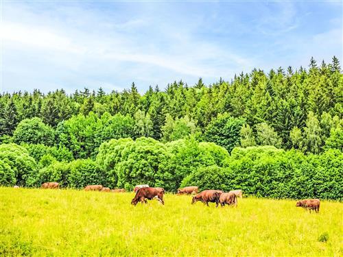 house-gallery
