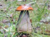 Innen